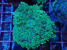 画像1: No.11 バブルディスクコーラル (1)