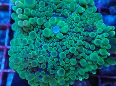 画像2: No.11 バブルディスクコーラル (2)