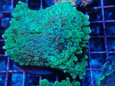 画像1: No.12 バブルディスクコーラル (1)