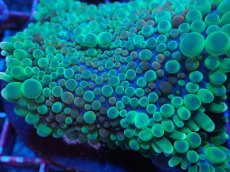 画像2: No.12 バブルディスクコーラル (2)