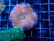 画像1: No.13 バブルディスクコーラル (1)