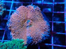 画像2: No.13 バブルディスクコーラル (2)