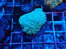 画像1: No.1 ハナガササンゴ　グリーン (1)