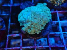 画像2: No.1 ハナガササンゴ　グリーン (2)