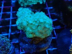 画像1: No.2 ハナガササンゴ　グリーン (1)