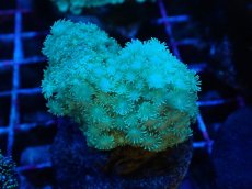 画像2: No.2 ハナガササンゴ　グリーン (2)