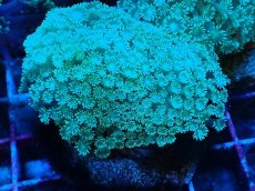 画像1: No.3 ハナガササンゴ　グリーン (1)