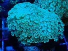 画像2: No.3 ハナガササンゴ　グリーン (2)