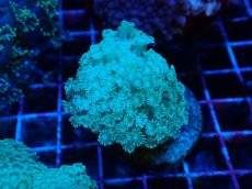 画像1: No.4 ハナガササンゴ　グリーン (1)