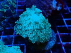 画像2: No.4 ハナガササンゴ　グリーン (2)