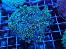 画像1: No.5 ハナガササンゴ　グリーン (1)