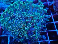 画像2: No.5 ハナガササンゴ　グリーン (2)