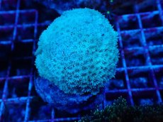 画像1: No.6 ハナガササンゴ　グリーン (1)