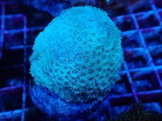 画像2: No.6 ハナガササンゴ　グリーン (2)