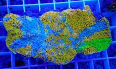 画像1: No.1 キッカサンゴ　サンゴッド　　【珍しい、レアな個体♪】 (1)