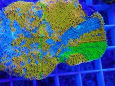 画像2: No.1 キッカサンゴ　サンゴッド　　【珍しい、レアな個体♪】 (2)