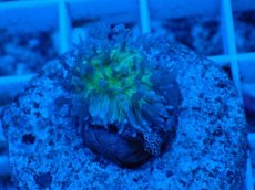 画像1: No.2 ディスクコーラルsp (1)