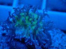 画像2: No.2 ディスクコーラルsp (2)