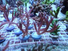 画像1: No.2 ASYトゲサンゴ　ピンク　Mサイズ　1個 (1)