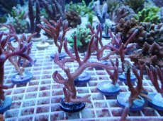 画像2: No.2 ASYトゲサンゴ　ピンク　Mサイズ　1個 (2)