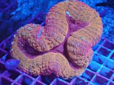 画像1: No.1　フィジー産 ハナガタサンゴ　メタリックマルチ (1)