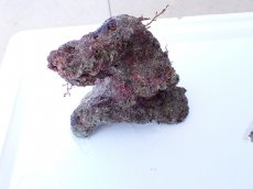 画像2: No.1 オリジナルライブロック　約1.1ｋｇ (2)