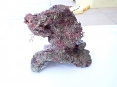 画像3: No.1 オリジナルライブロック　約1.1ｋｇ (3)