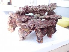 画像4: No.1 オリジナルライブロック　約1.1ｋｇ (4)