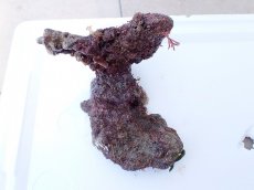 画像1: No.2 オリジナルライブロック　約1ｋｇ (1)