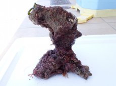 画像2: No.2 オリジナルライブロック　約1ｋｇ (2)