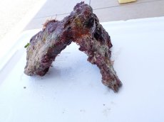 画像3: No.2 オリジナルライブロック　約1ｋｇ (3)