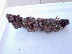 画像2: No.3 オリジナルライブロック　約0.65ｋｇ (2)