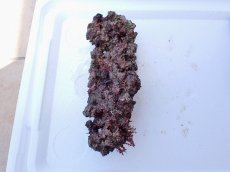 画像3: No.3 オリジナルライブロック　約0.65ｋｇ (3)