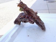 画像2: No.4 オリジナルライブロック　約0.75ｋｇ (2)