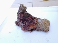 画像3: No.4 オリジナルライブロック　約0.75ｋｇ (3)