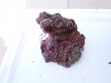 画像1: No.5 オリジナルライブロック　約0.85ｋｇ (1)