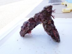 画像3: No.5 オリジナルライブロック　約0.85ｋｇ (3)