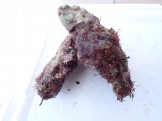 画像2: No.7 オリジナルライブロック　約1.55ｋｇ (2)