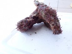 画像3: No.7 オリジナルライブロック　約1.55ｋｇ (3)