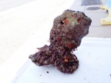 画像2: No.8 オリジナルライブロック　約1.2ｋｇ (2)