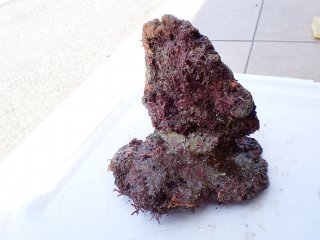 No.11 オリジナルライブロック 約0.85kgを買うならアクアスタイル