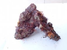 画像2: No.10 オリジナルライブロック　約1.1ｋｇ (2)