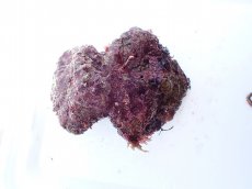 画像3: No.10 オリジナルライブロック　約1.1ｋｇ (3)