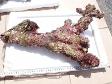 画像1: No.12 オーストラリア産 ブランチロック　約4.3ｋｇ (1)