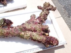 画像2: No.12 オーストラリア産 ブランチロック　約4.3ｋｇ (2)