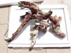 画像1: No.13 オーストラリア産 ブランチロック　約2.8ｋｇ (1)