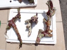 画像2: No.13 オーストラリア産 ブランチロック　約2.8ｋｇ (2)