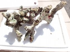 画像1: No.15 オーストラリア産 ブランチロック　約2.9ｋｇ (1)