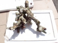 画像2: No.15 オーストラリア産 ブランチロック　約2.9ｋｇ (2)