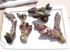 画像1: No.16 オーストラリア産 ブランチロック　 (1)